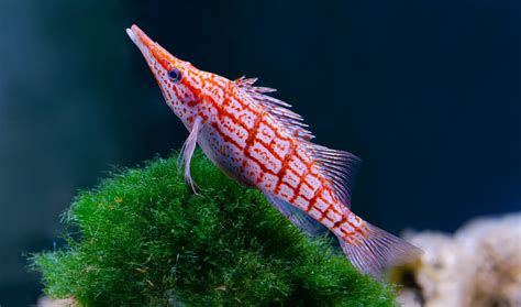 hawk fish|Hawkfish .